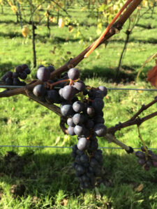 Harvesting Pinot Noir at Adlwick Estate Vineyard
